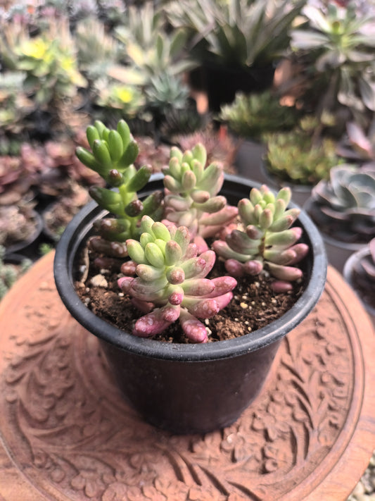 Sedum Rubroticum Aurora