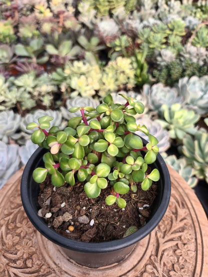 Portulacaria afra 'Mediopicta'