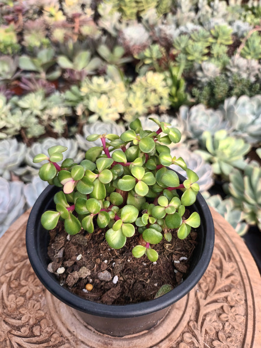 Portulacaria afra 'Mediopicta'
