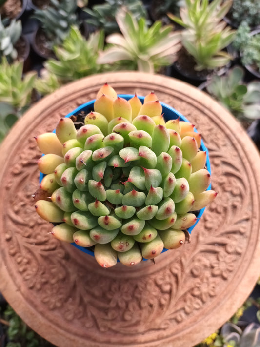 Echeveria cuspidata hybrid 2