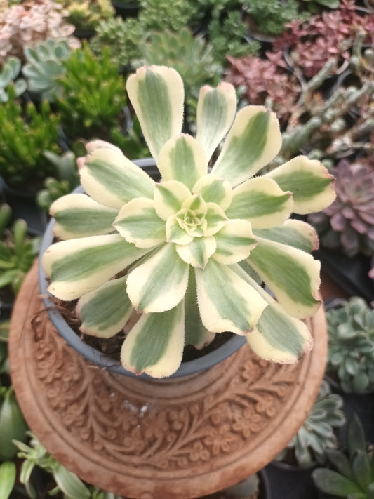 Aeonium arboreum albovariegatum