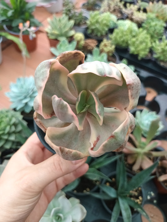 Echeveria Golden state variegata
