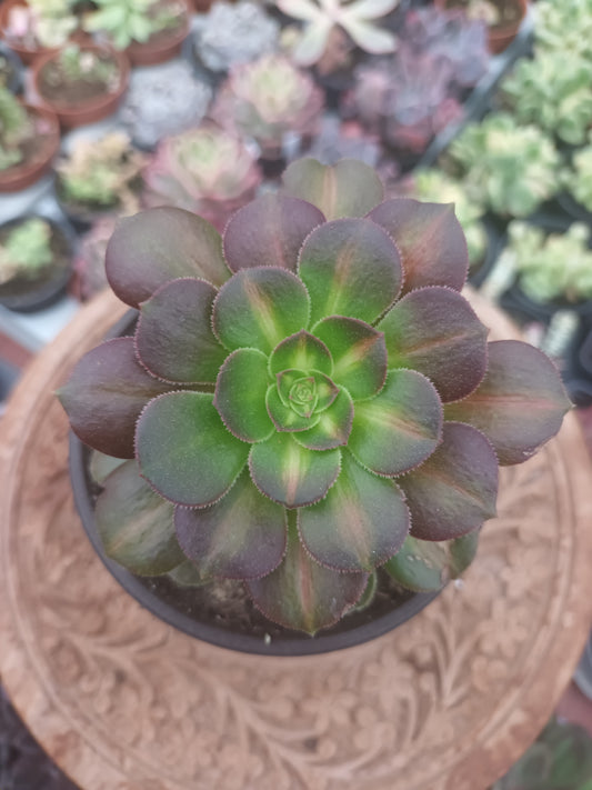 Aeonium kilimanjaro