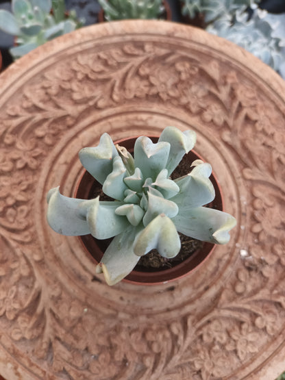 Echeveria runyonii Topsy Turvy