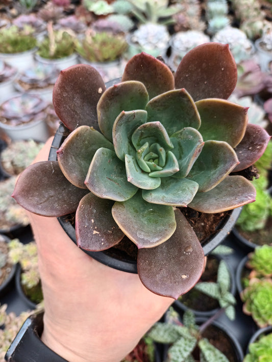 Echeveria Blue Prince