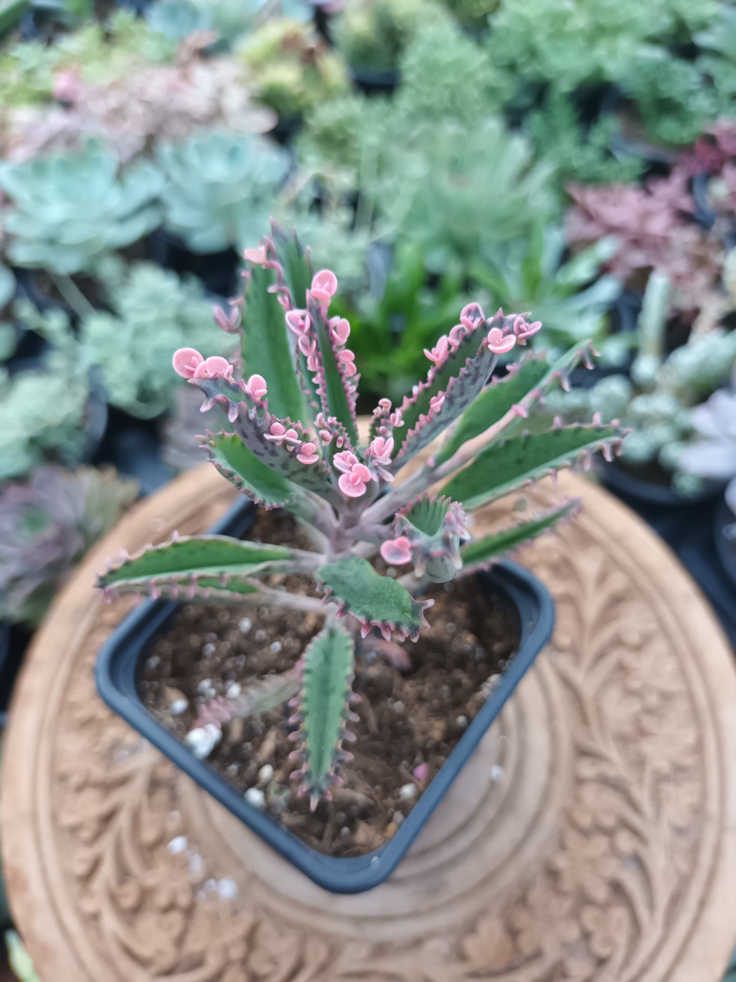 Kalanchoe pink butterfly variegata