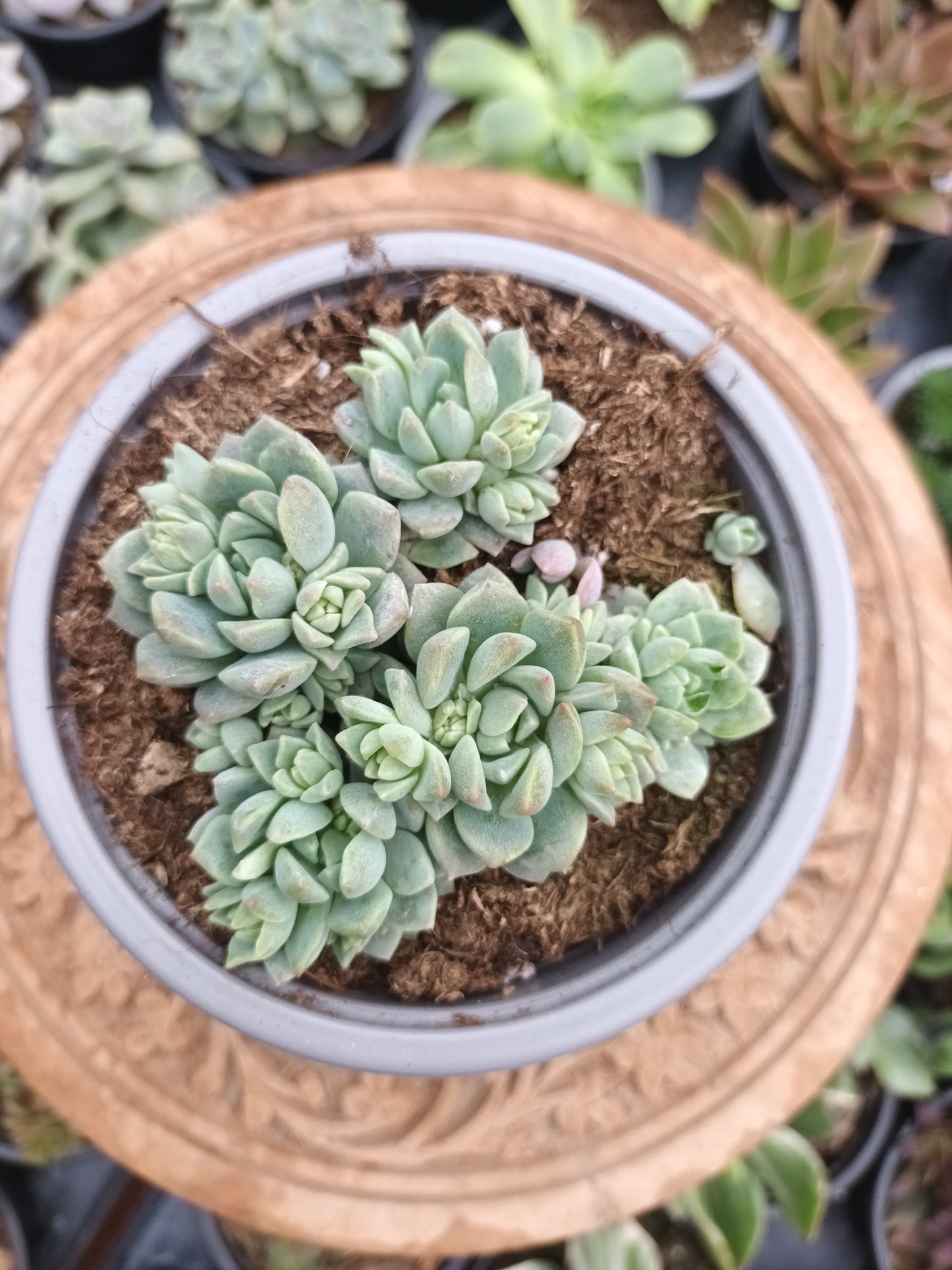 Echeveria prolífica