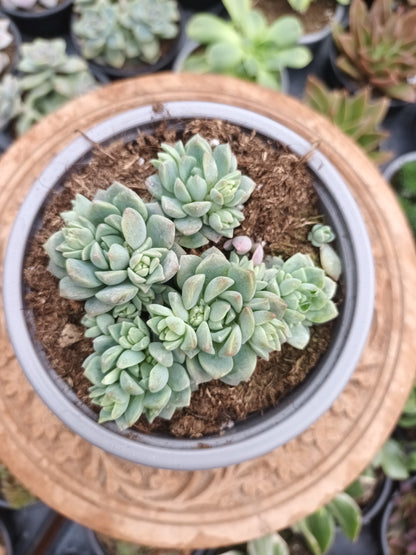 Echeveria prolífica