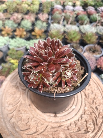 Sempervivum urmina