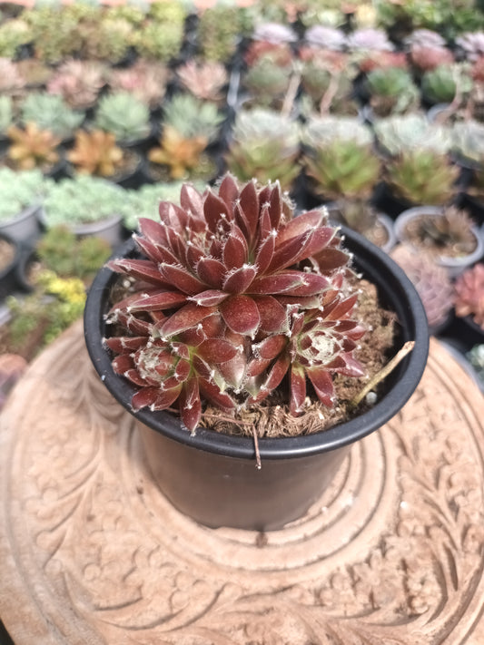 Sempervivum urmina