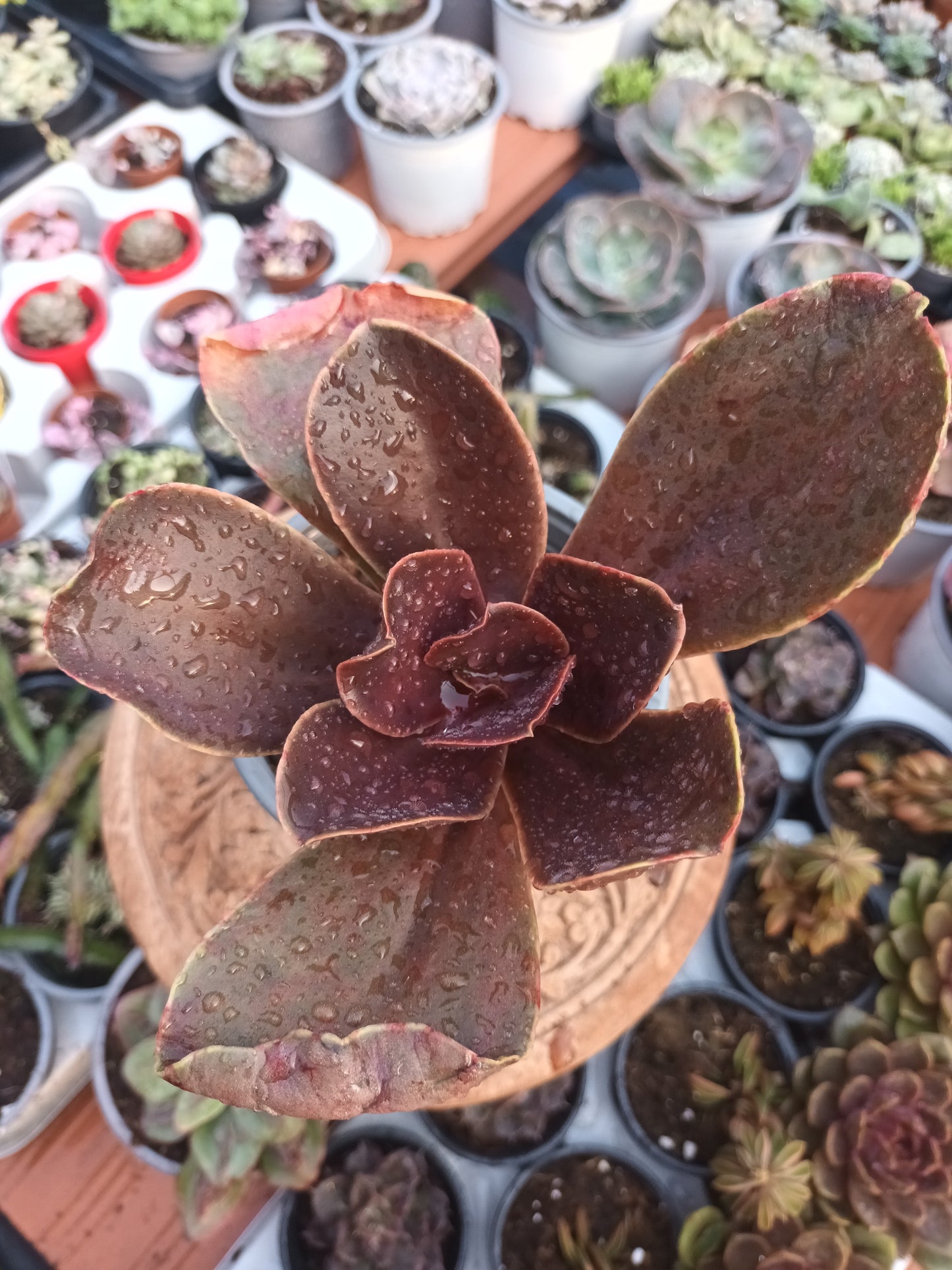Echeveria mahogany rose