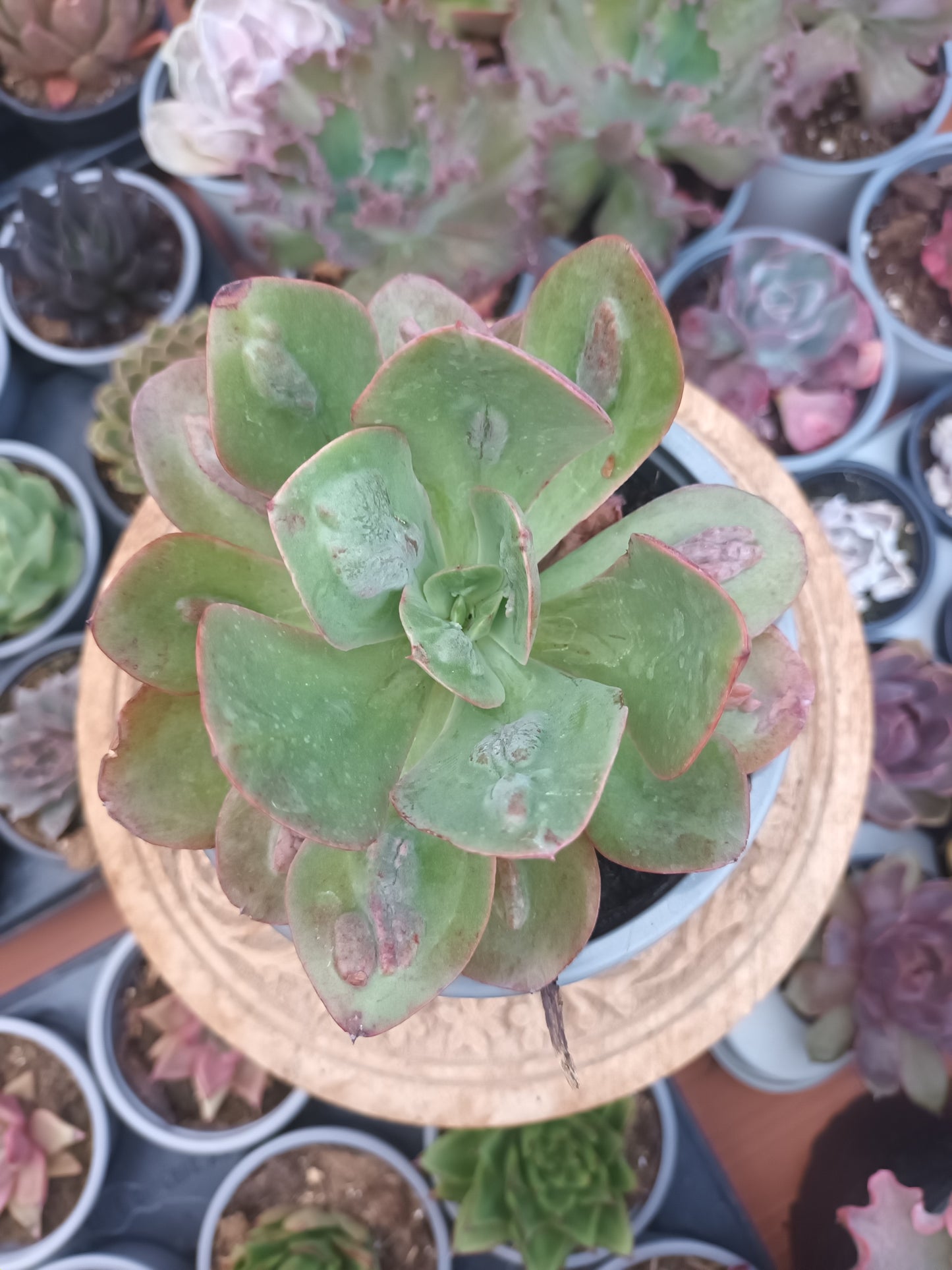 Echeveria 'Baron Bold'