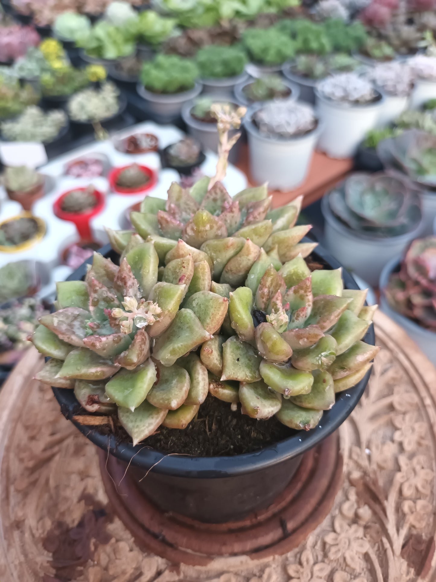 Graptoveria melody