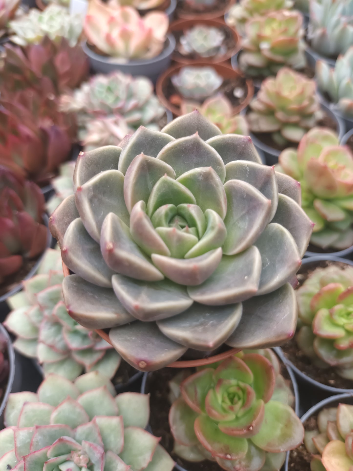 Echeveria Bubbaloo