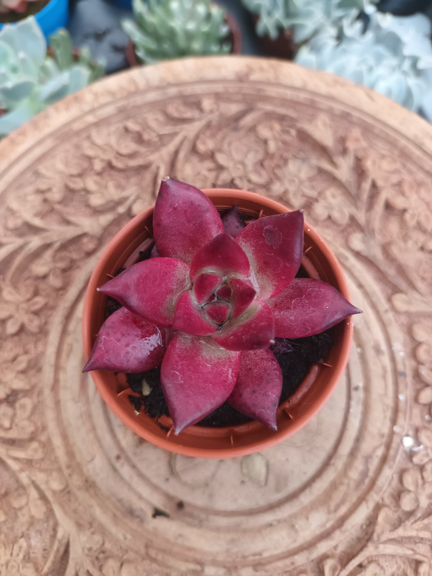 Echeveria taurus
