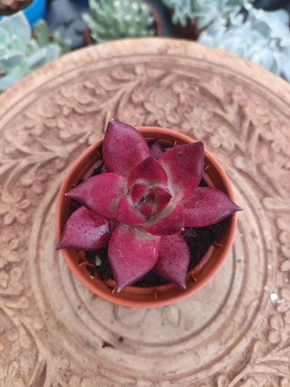 Echeveria taurus