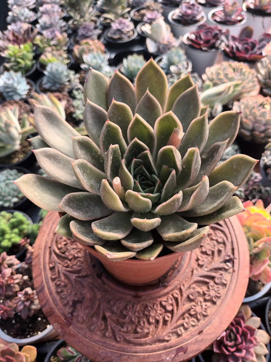Echeveria agavoides mira