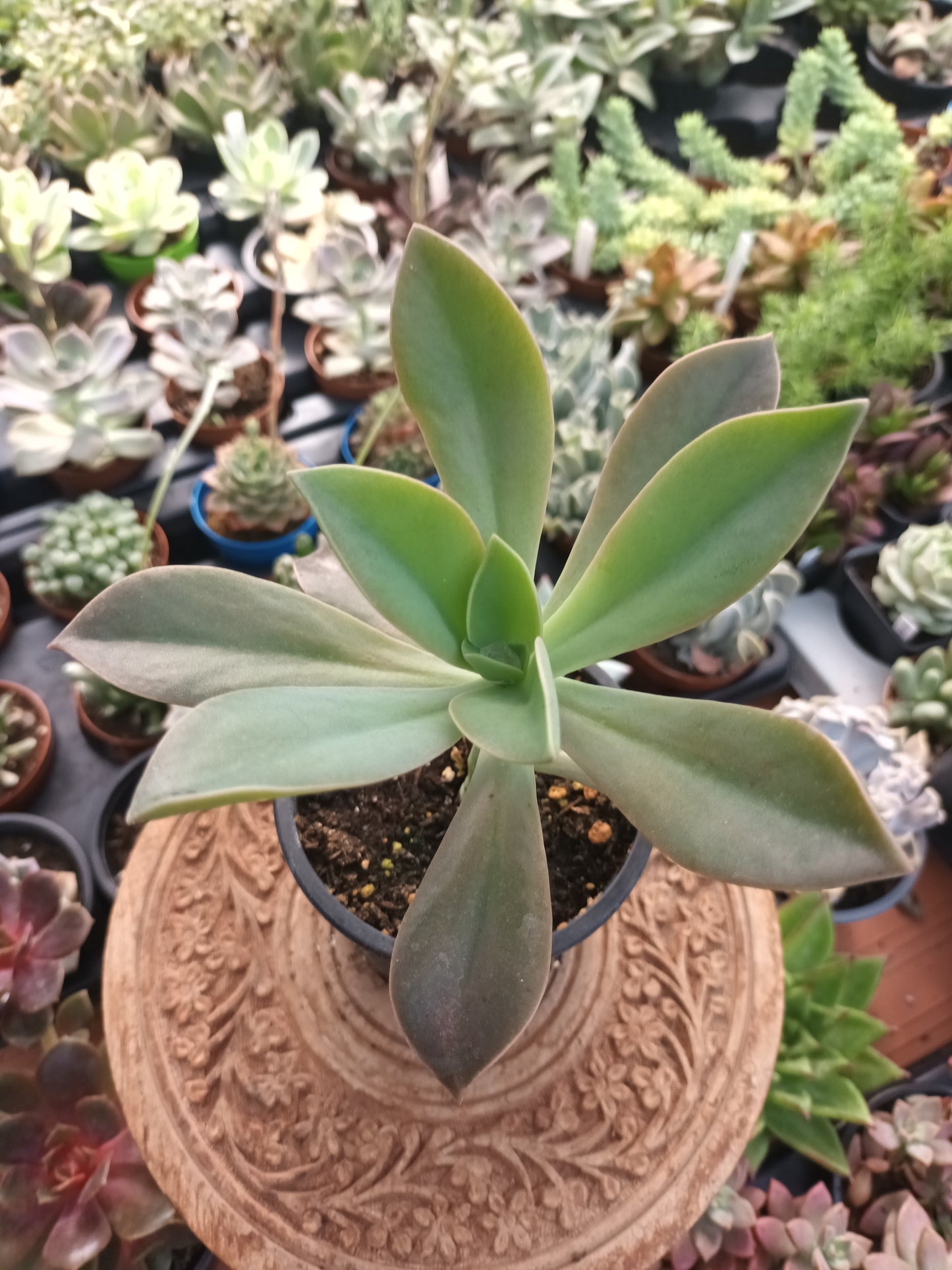 Graptoveria fred ives