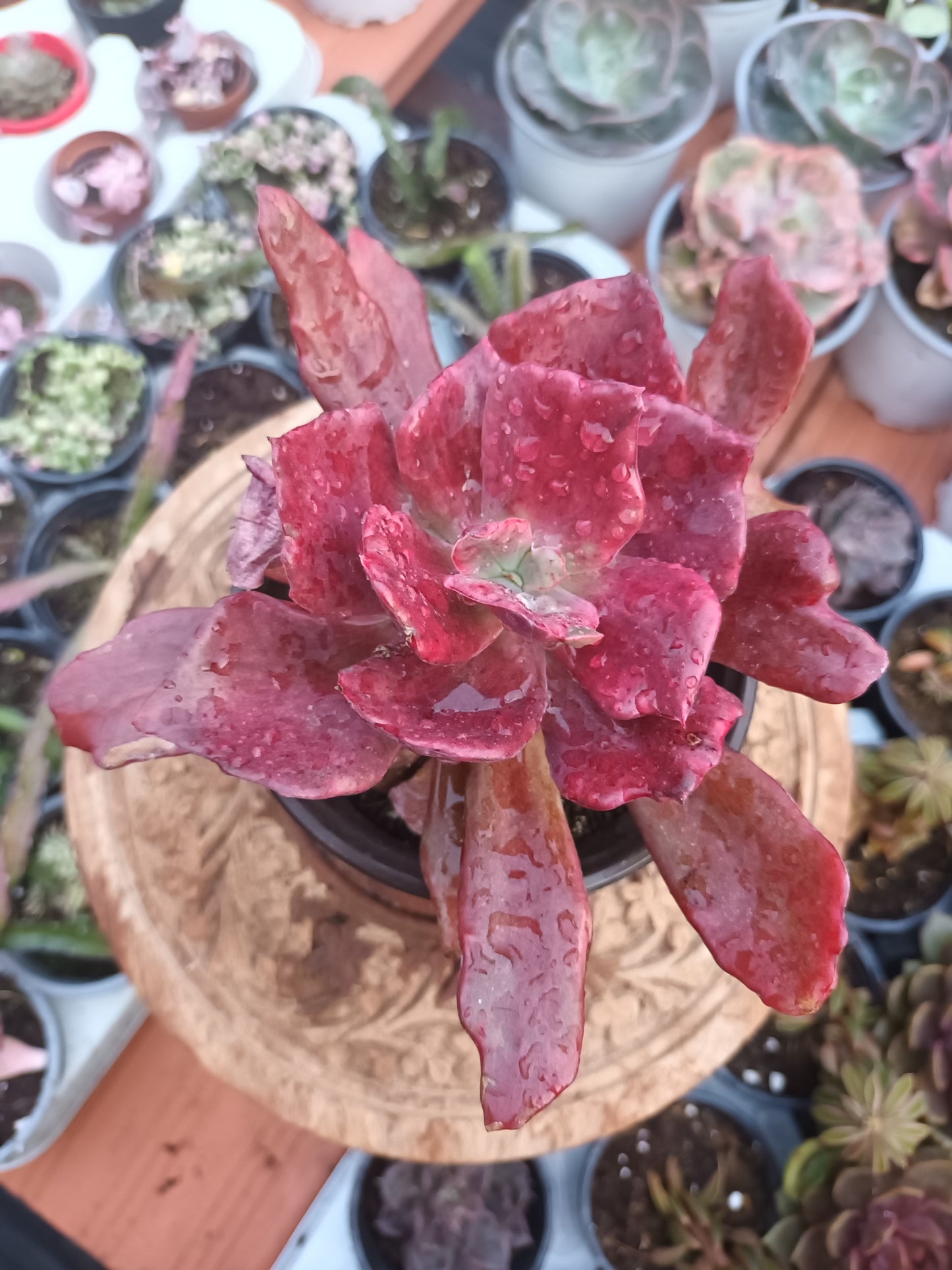 Echeveria Diamond State Monstruosa