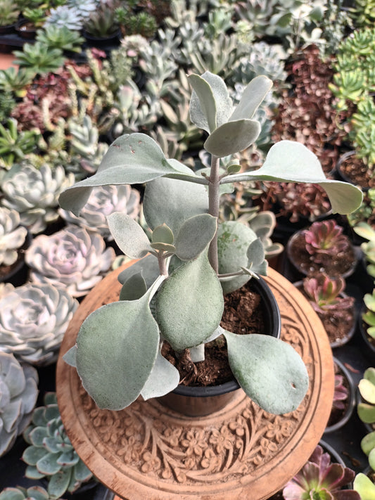 Kalanchoe Cuchara de Plata