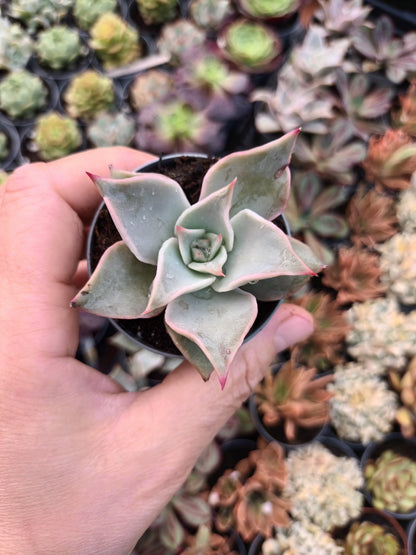 Echeveria Madiba