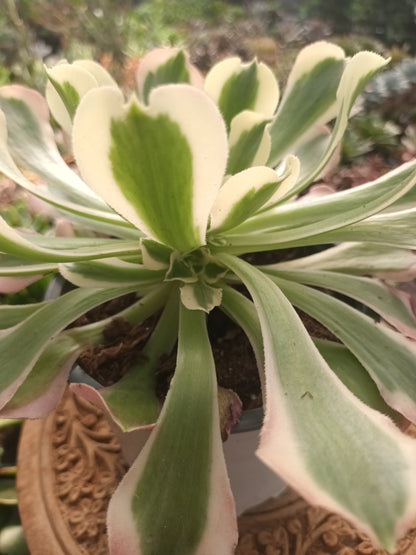 Aeonium riverstone con hijos