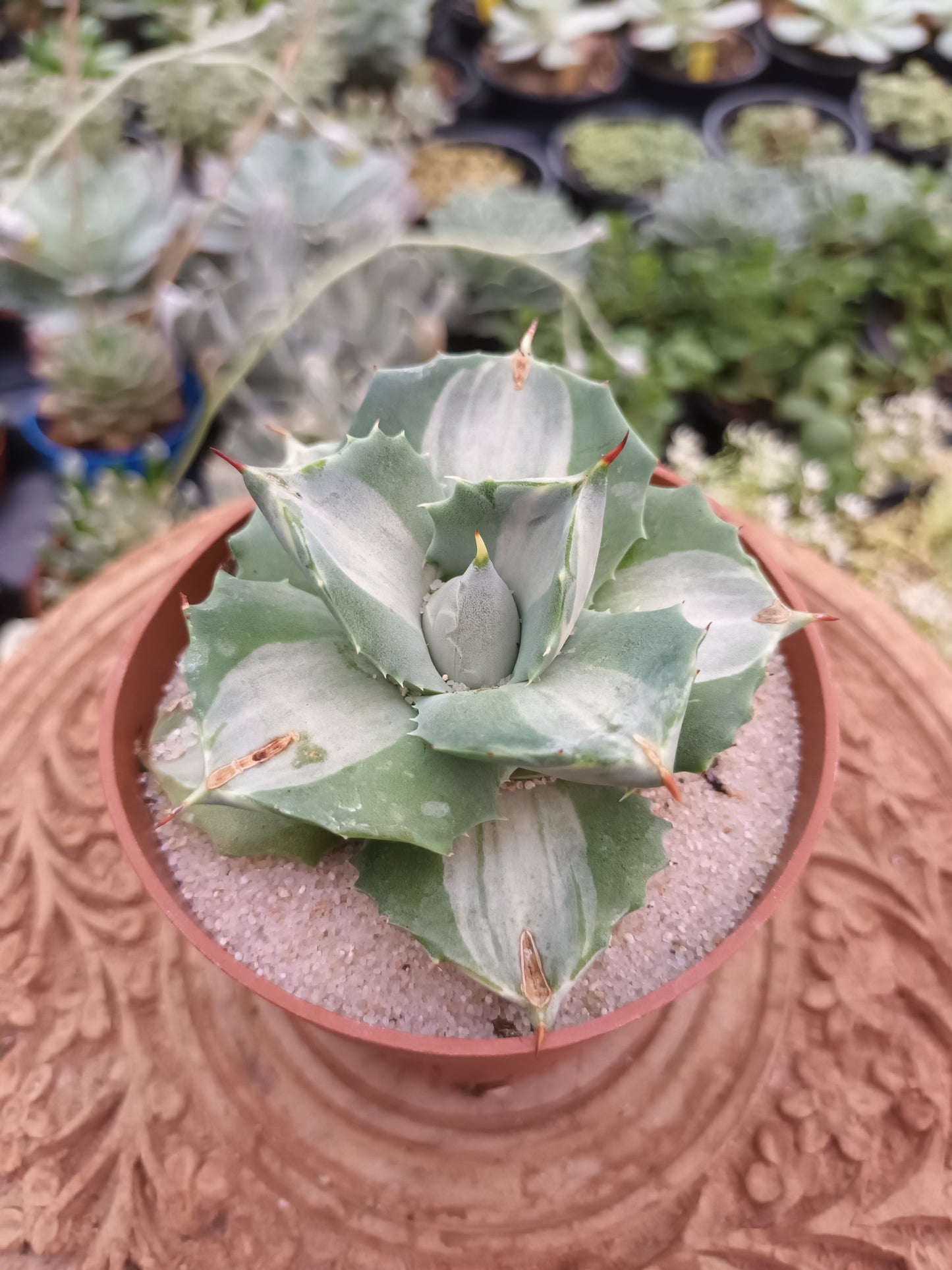 Agave istmensis Ohi Raijin Variegata