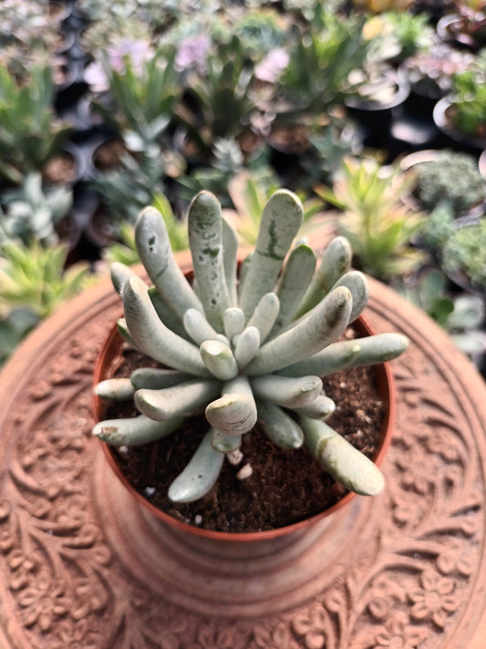 Senecio scaposus