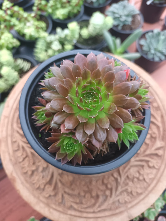 Sempervivum 'Janne d'Arc'