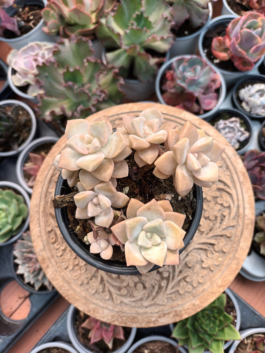 Graptoveria Victor kane