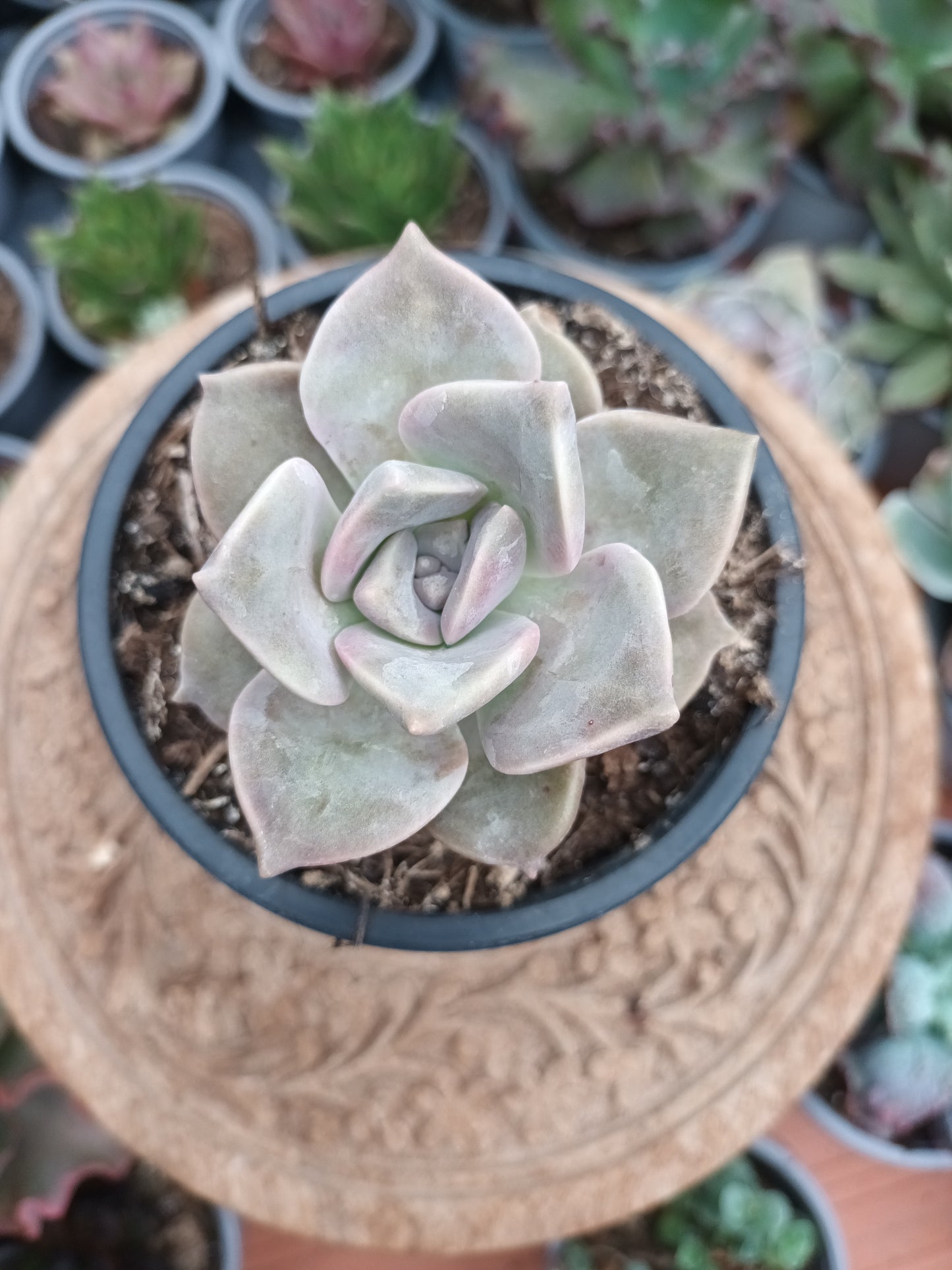 Graptoveria purple delight