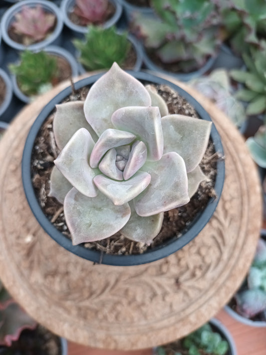 Graptoveria purple delight
