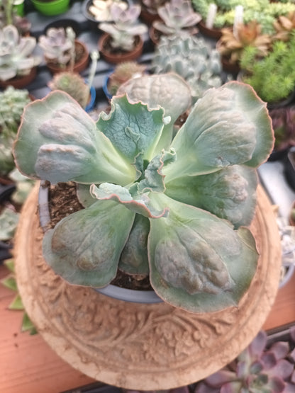 Echeveria Linguas
