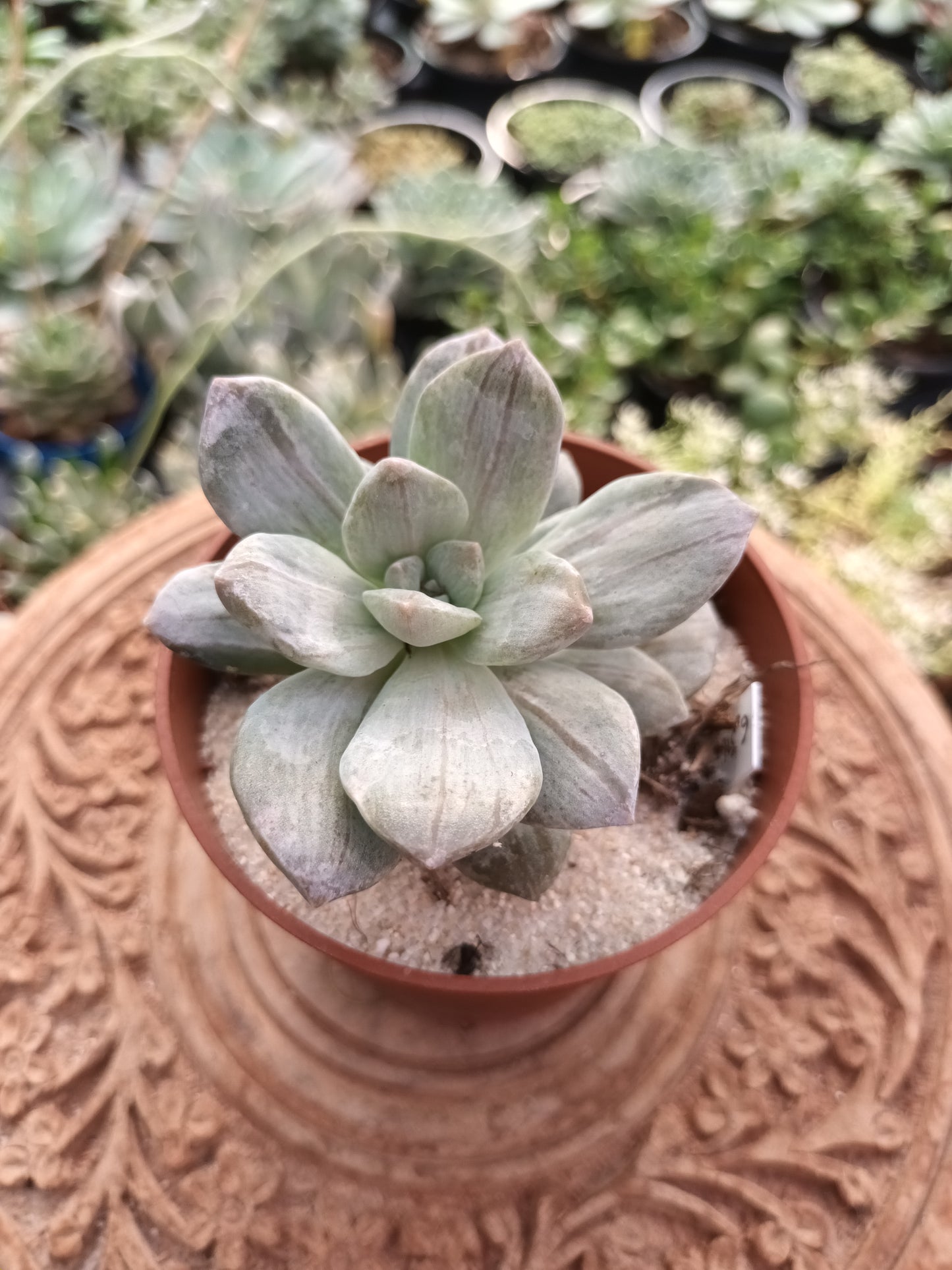 Graptopetalum silverbum