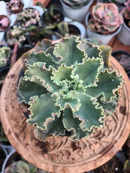 Echeveria Blue Waves