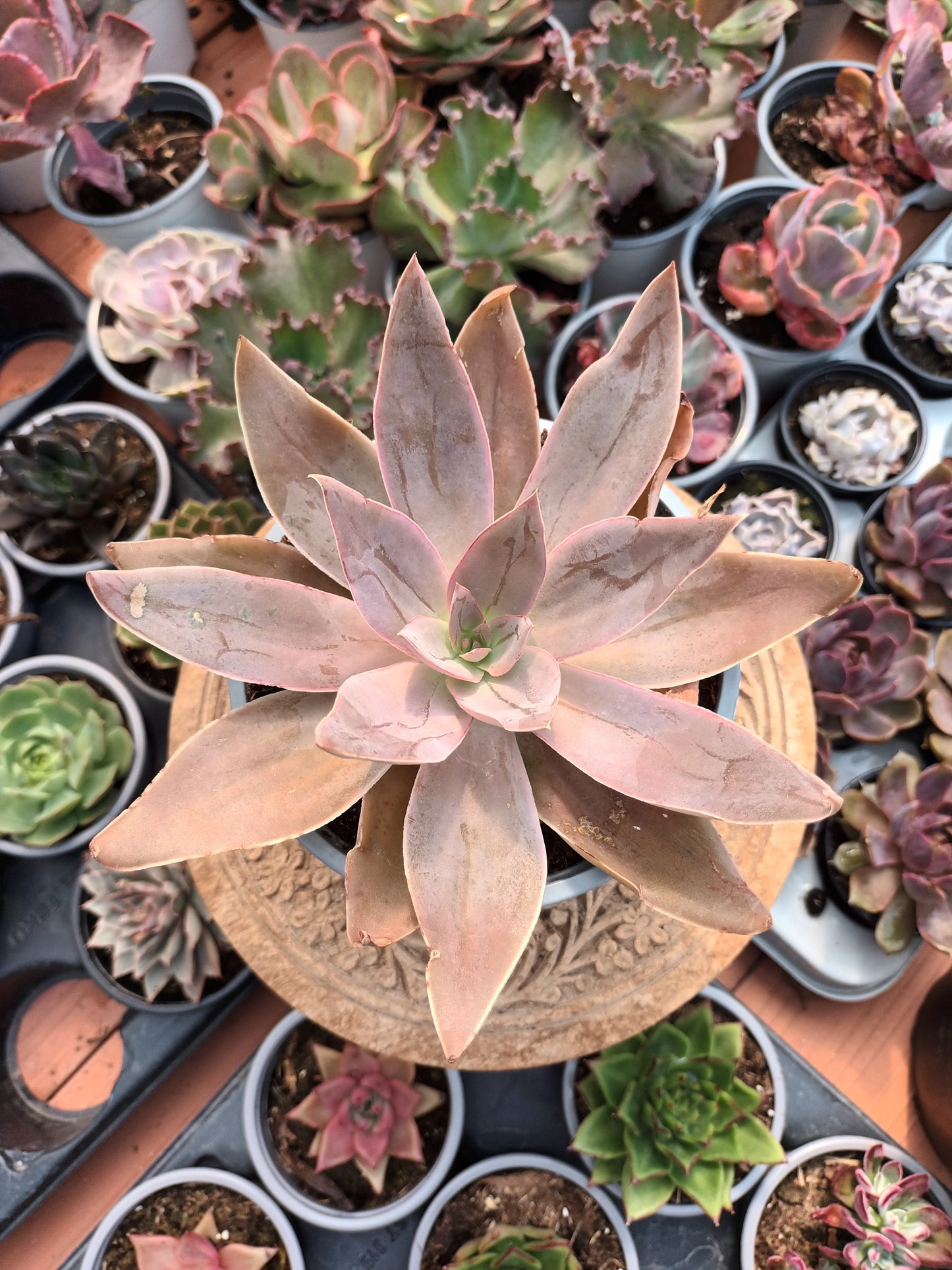 Echeveria Kristenii Mezquital Durango