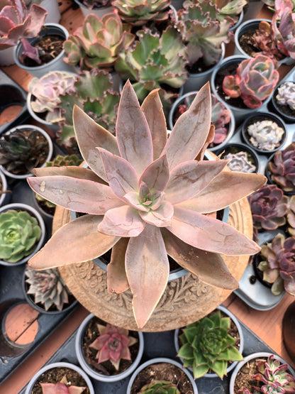 Echeveria Kristenii Mezquital Durango
