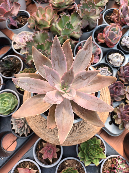 Echeveria Kristenii Mezquital Durango