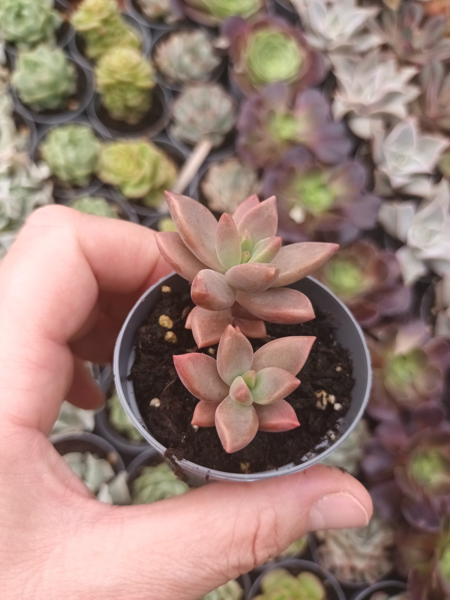 Graptosedum bronce