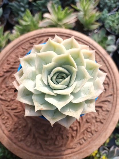 Echeveria 'Kira'