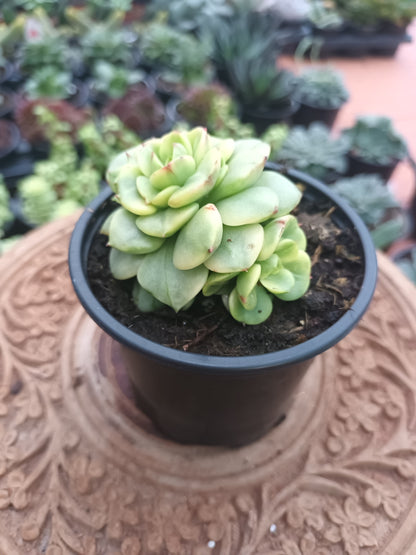 Sedeveria 'Rolly' yellow variegata