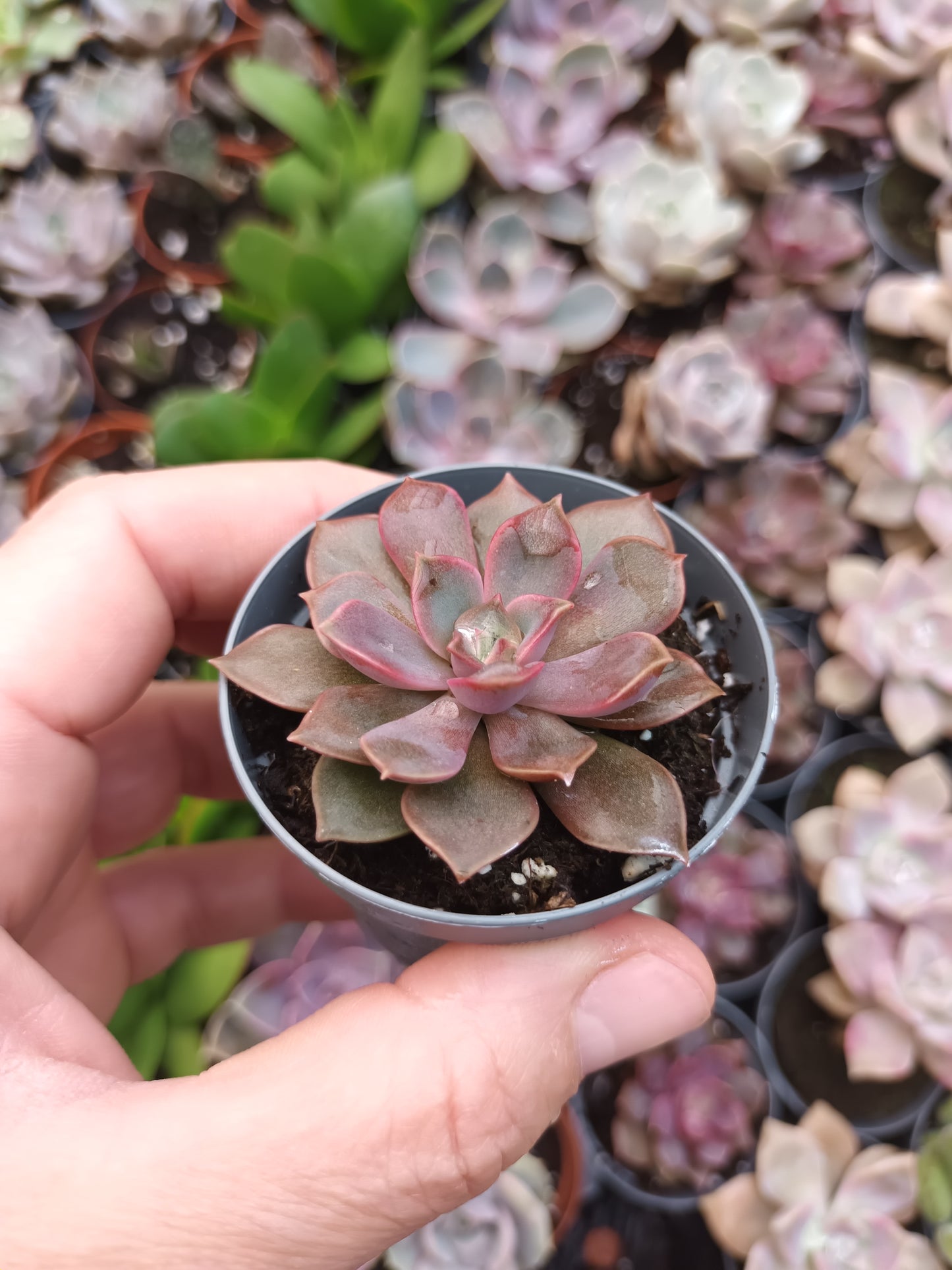 Echeveria Mina Rubra