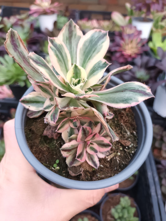 Aeonium mariner l'apostolle variegata