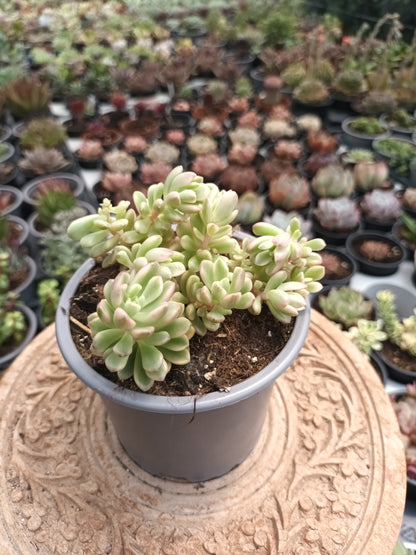 Sedum Joice Tulloch Variegata