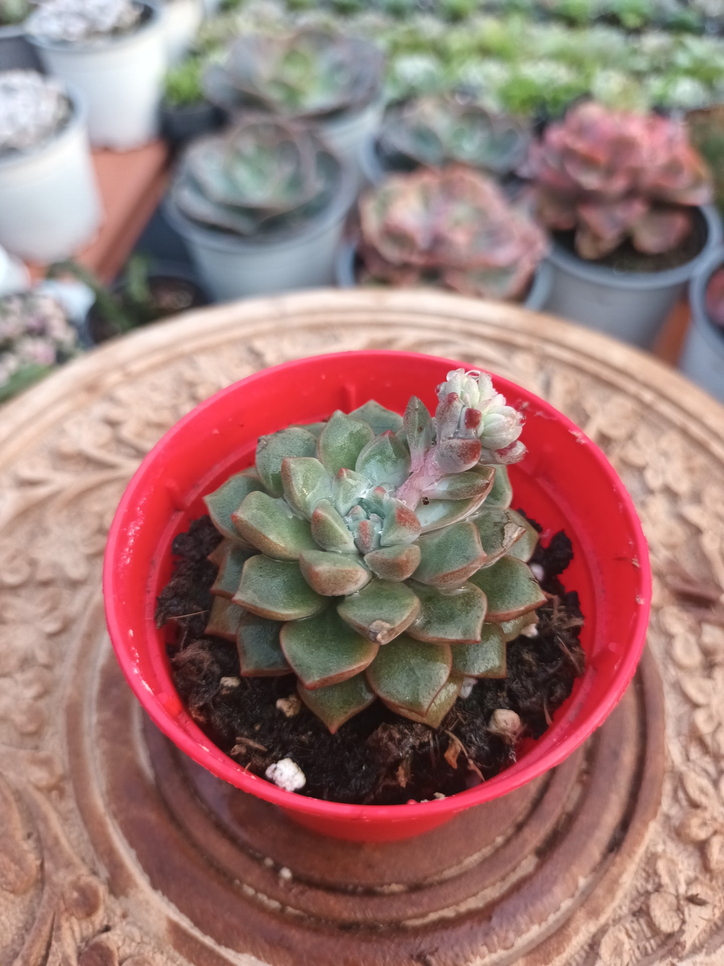 Echeveria cremneria expatriata