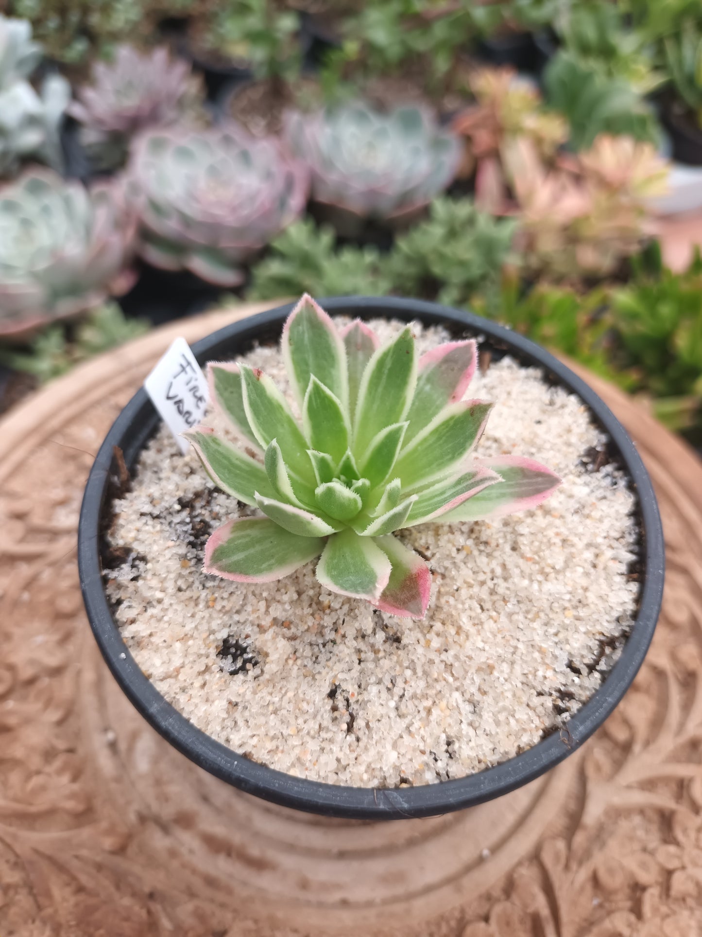 Aeonium Firecraker variegata