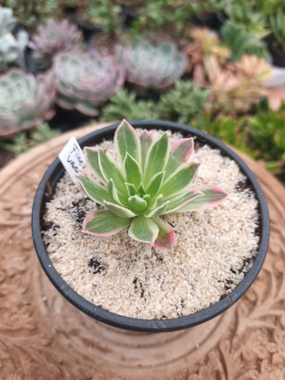 Aeonium Firecraker variegata