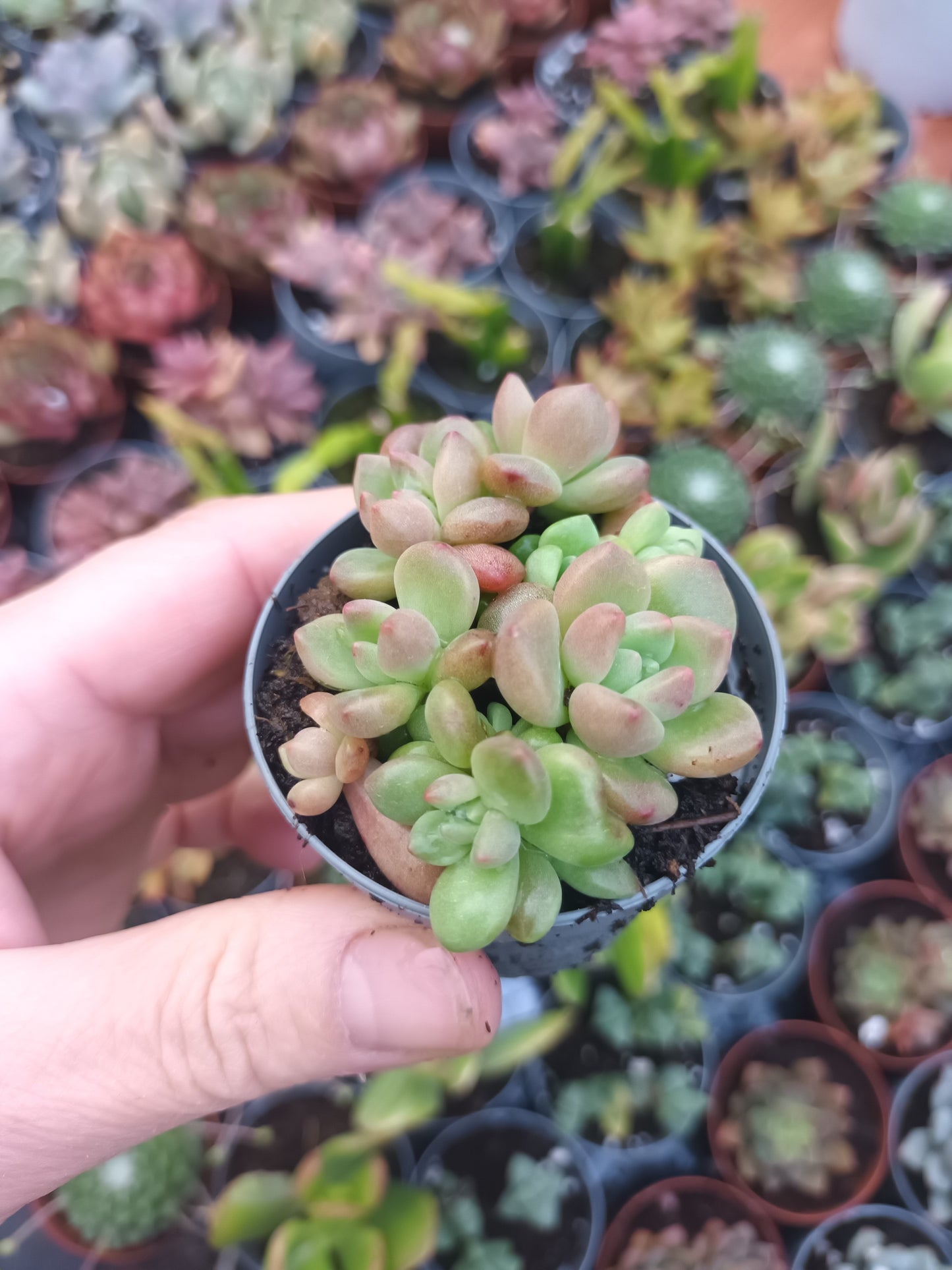 Echeveria vienna