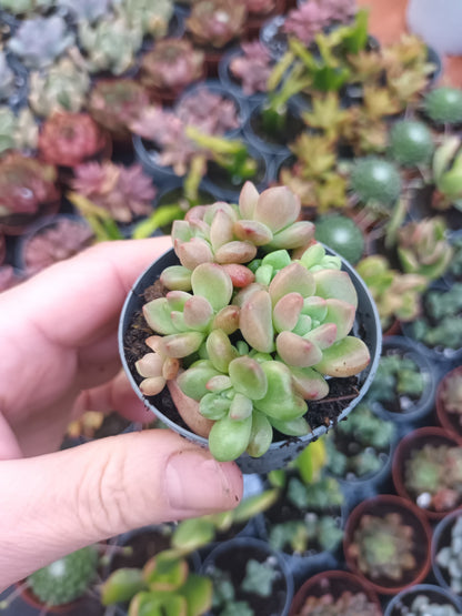 Echeveria vienna