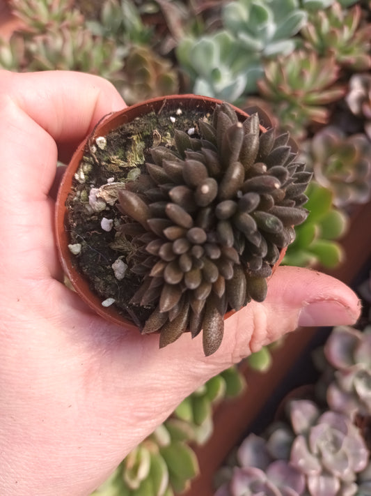 Sinocrassula yunnanensis